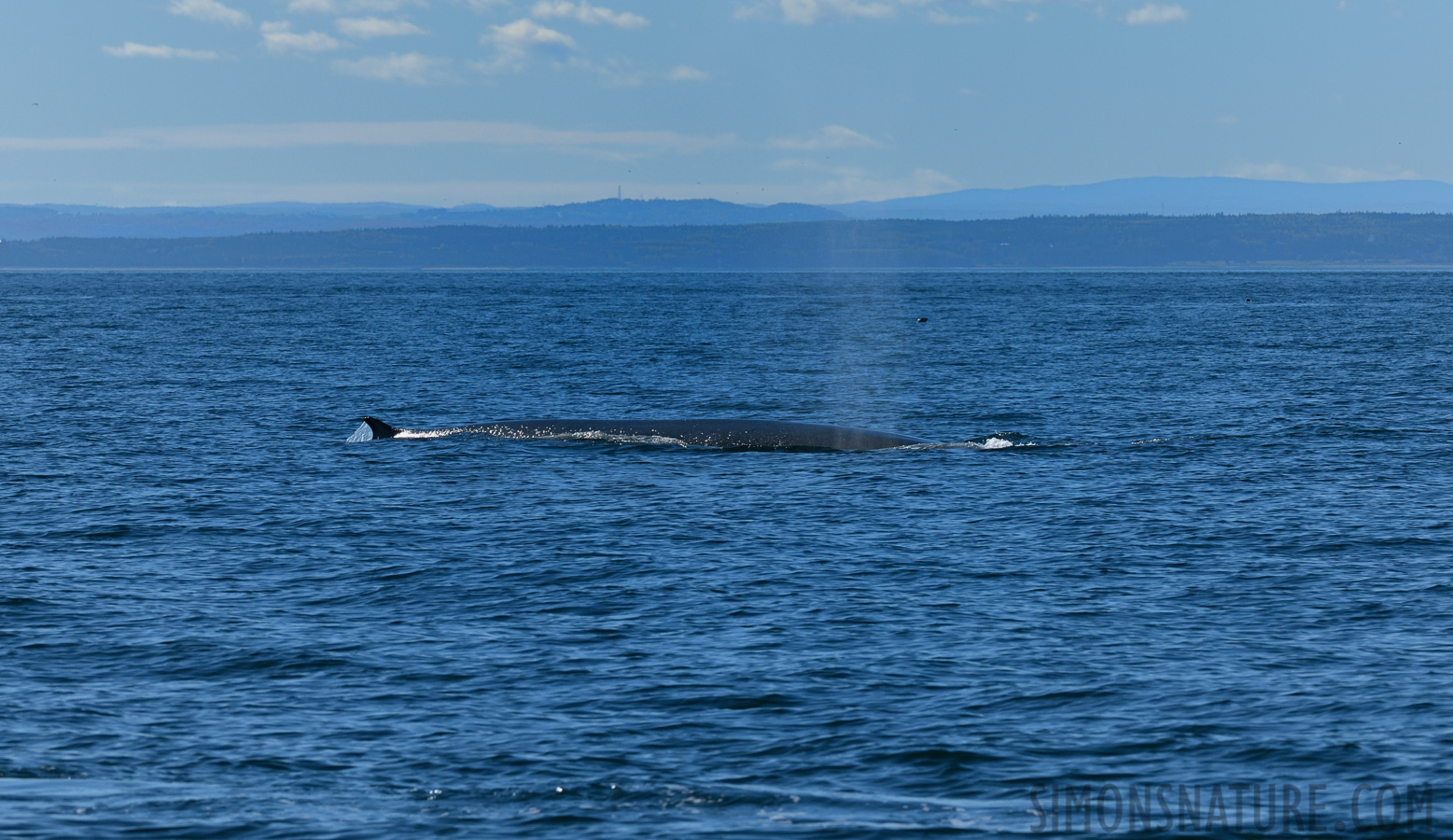 Balaenoptera physalus [220 mm, 1/1000 Sek. bei f / 11, ISO 400]